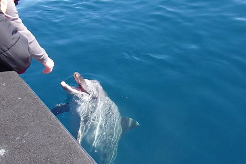 Noosa Wild Dolphin Safari - Broome Tourism 0