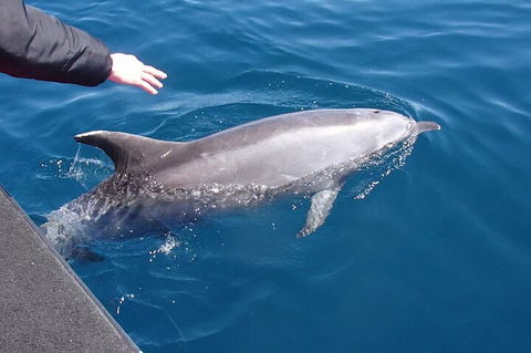 Noosa Wild Dolphin Safari - Broome Tourism 2