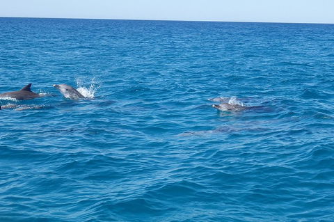 Noosa Wild Dolphin Safari - Broome Tourism 4