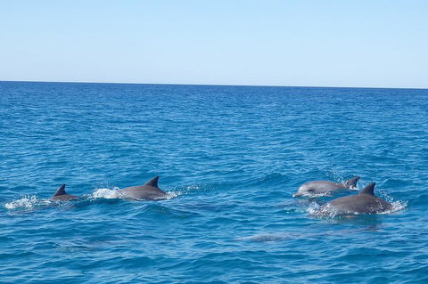 Noosa Wild Dolphin Safari - Broome Tourism 5