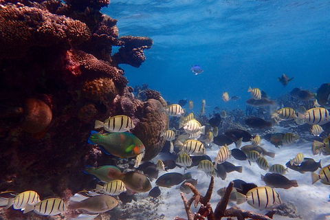 Lagoon Explorer - Ningaloo Reef Full-Day Kayaking And Snorkeling Adventure - Broome Tourism 2