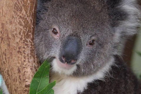 All Inclusive Blue Mountains Small-Group Day Trip From Sydney - Broome Tourism 1