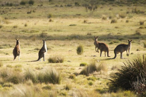 The Explorers' Discovery Tour - Gold, Wine & Wildlife - Broome Tourism 5