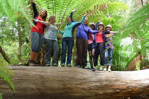 Mt Field National Park Active Day-Trip Including Bonorong And Mt Wellington - Broome Tourism 3