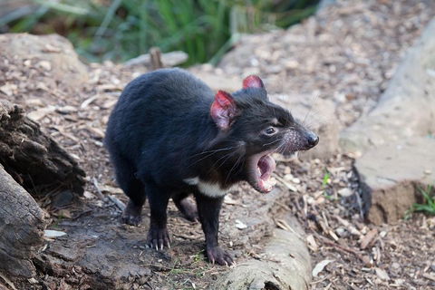 Mt Field National Park Active Day-Trip Including Bonorong And Mt Wellington - Broome Tourism 5
