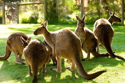 Yarra Valley Wine And Wildlife Self-Driving Tour - Broome Tourism 4