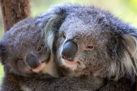 Half-Day Or Full-Day Tour With Private Guide From Melbourne - Broome Tourism 1