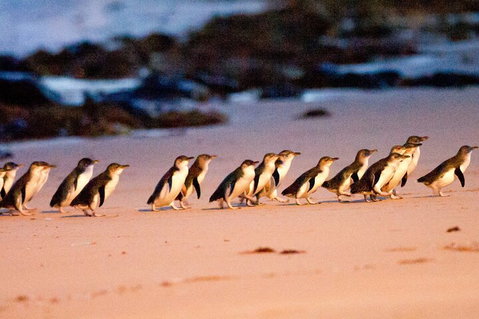 Half-Day Or Full-Day Tour With Private Guide From Melbourne - Broome Tourism 5
