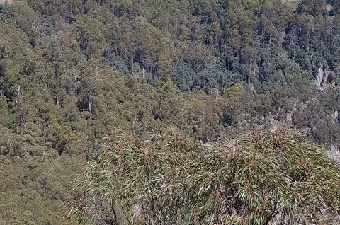 Leven Canyon Day Trip Including Wings Wildlife Park Or Gunns Plains Caves - Broome Tourism 4