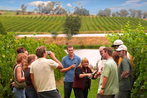 Yarra Valley Balloon Flight And Winery Tour - Broome Tourism 4
