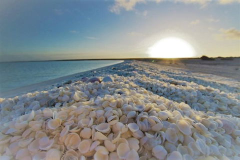 Monkey Mia Dolphins & Shark Bay Air Tour From Perth - Broome Tourism 3