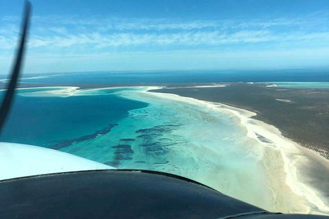 Monkey Mia Dolphins & Shark Bay Air Tour From Perth - Broome Tourism 4