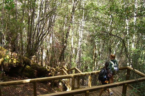 Mt Field National Park And Russell Falls From Hobart - Broome Tourism 4