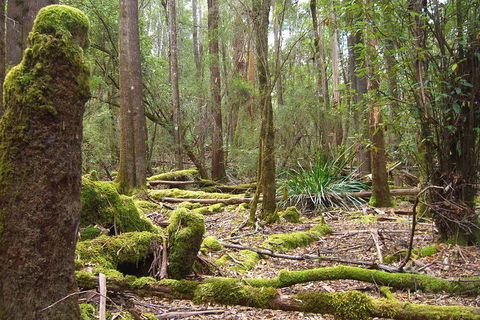 Mt Field National Park And Russell Falls From Hobart - Broome Tourism 5