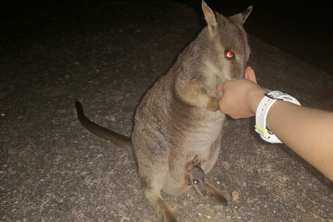 Private Tour To Paronella Park, Historic Village Herberton And Wild Life Wallaby - Broome Tourism 0