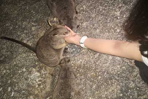 Private Tour To Paronella Park, Historic Village Herberton And Wild Life Wallaby - Broome Tourism 4