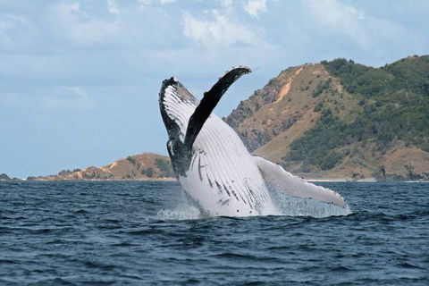 Byron Bay Whale Watching Cruise - Broome Tourism 0