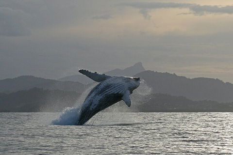 Byron Bay Whale Watching Cruise - Broome Tourism 1