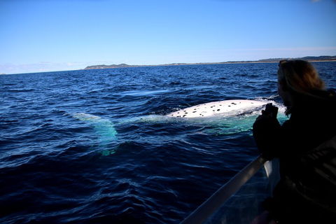 Byron Bay Whale Watching Cruise - Broome Tourism 2