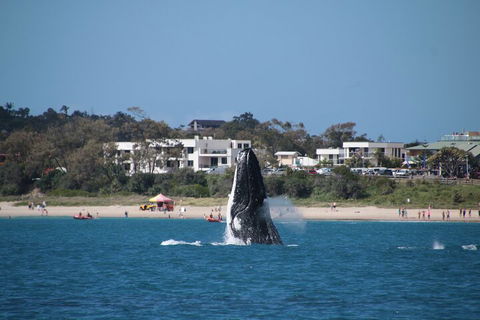 Byron Bay Whale Watching Cruise - Broome Tourism 3