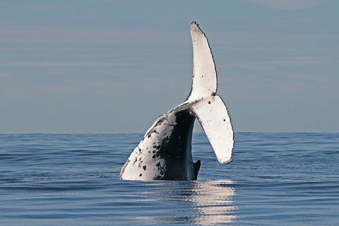 Byron Bay Whale Watching Cruise - Broome Tourism 4