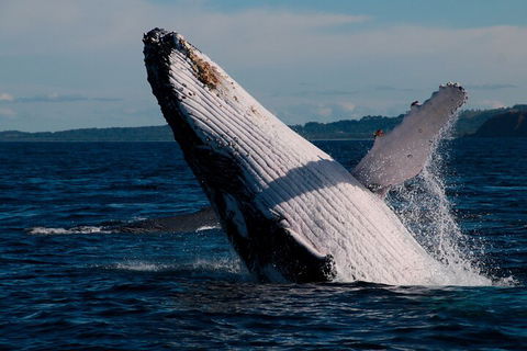 Byron Bay Whale Watching Cruise - Broome Tourism 5