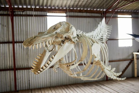 Albany's Whale Story - Broome Tourism 3