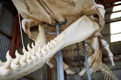 Albany's Whale Story - Broome Tourism 5
