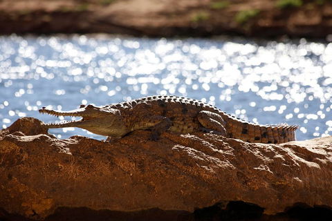 Windjana Explorer - Broome Tourism 5