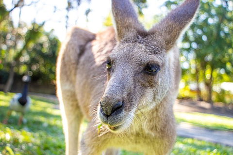 Virtual Interactive Australian Wildlife Tour With Private Guide-Wildlife Habitat - Broome Tourism 2