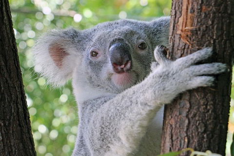 Virtual Interactive Australian Wildlife Tour With Private Guide-Wildlife Habitat - Broome Tourism 3