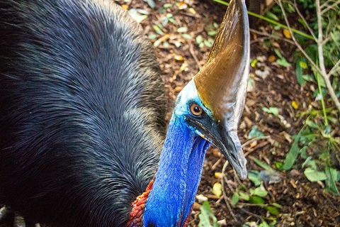 Virtual Interactive Australian Wildlife Tour With Private Guide-Wildlife Habitat - Broome Tourism 5