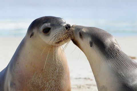 2 Day Ultimate Kangaroo Island With Return Ferry - Broome Tourism 2