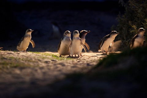 Melbourne City Tour And Phillip Island In One Day - Broome Tourism 4