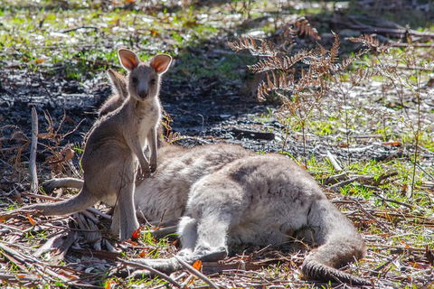 Adelaide To Melbourne 3-Day Trip Through Grampians And Great Ocean Road - Broome Tourism 5