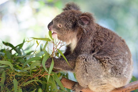 Blue Mountains Private Tour With Kangaroos & Koala Encounter - Broome Tourism 0