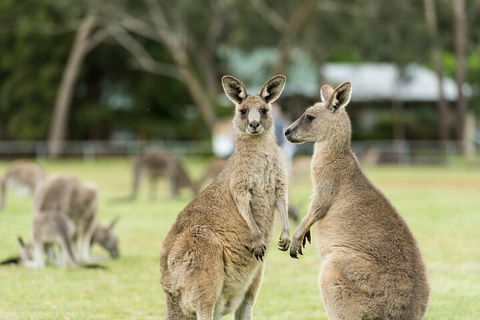 Melbourne Short Break Holiday To The Great Ocean Road & Grampians 3 Day Escape - Broome Tourism 5