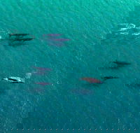 40-45 Minute Port Stephens and Stockton Beach Helicopter Flight - For 2 - Broome Tourism