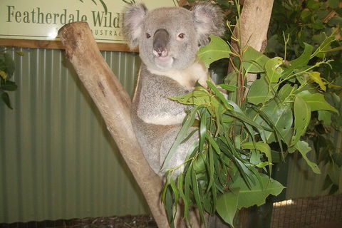 Blue Mountains Private Tour With Wildlife Park And River Cruise - Broome Tourism 5