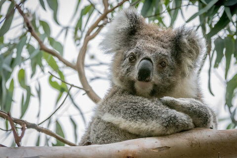 Great Ocean Road & Grampians National Park Tour - 3 Days, 2 Nights - Broome Tourism 2