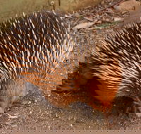 Puffing Billy And Healesville Sanctuary Scenic Tour - Broome Tourism