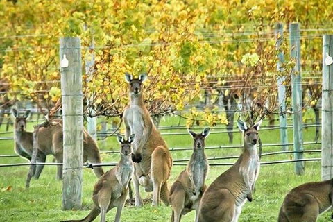 Margaret River Indulge And Discover Day Tour - Broome Tourism 0