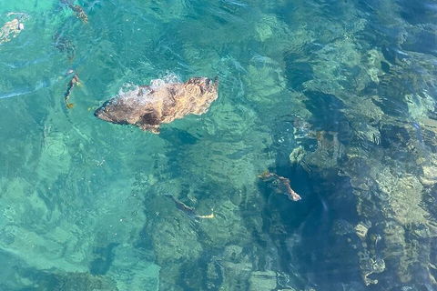 Aquascene Magnetic Island Discovery Tour - Broome Tourism 1
