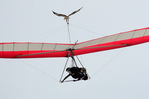 Hang Gliding With HangglideOz - Broome Tourism 0
