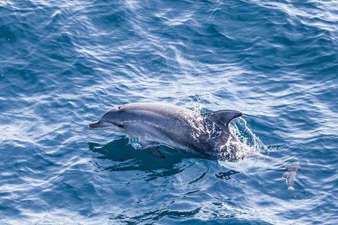 All Inclusive Dolphin And Tangalooma Wrecks Cruise - Broome Tourism 1