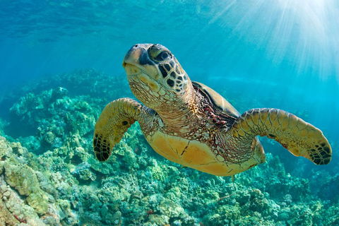 All Inclusive Dolphin And Tangalooma Wrecks Cruise - Broome Tourism 3