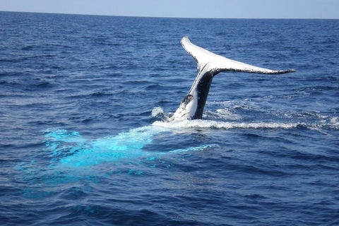 Whale Watching Jervis Bay - Broome Tourism 0