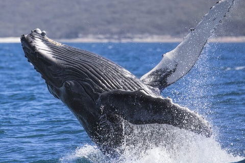 Whale Watching Jervis Bay - Broome Tourism 2