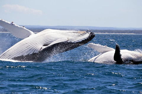 Whale Watching Jervis Bay - Broome Tourism 5