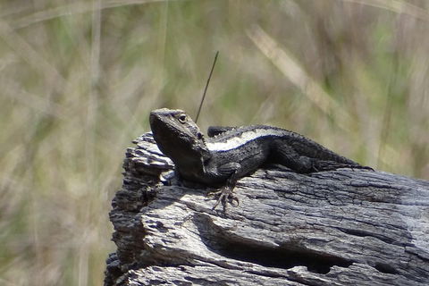 Inside The Greater Blue Mountains World Heritage - A Private Wildlife Safari Overnight - Broome Tourism 2